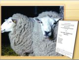 Западно-сибирская мясная порода овец
